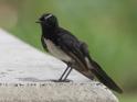 Rhipidura leucophrys (Willie Wagtail).jpg